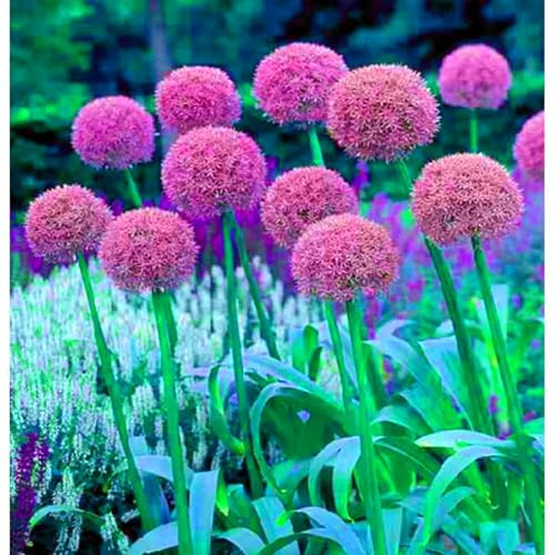 Bulbi di Allium | Serena, Elegante, Fresco, Luminoso, Majestuoso, Naturale-6 bulbi