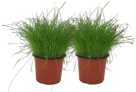 Set de 2 Hierba para Gatos DECOALIVE Plantas Naturales para las Mascotas