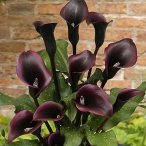 Perfekte Schnittblumen,Seltene Pflanzen,Zierblumen,Lebende Pflanzen,Winterharte Zwiebeln,Calla Pflanze Zwiebeln,Calla-Zwiebeln,Hochzeitsblumen,Natürlich-4 Zwiebeln-B