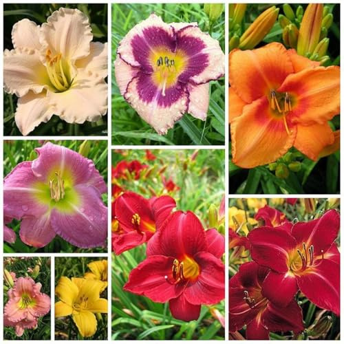 Hemerocallis/Naturales para Exterior, Terraza y Jardín-3bulbos-I