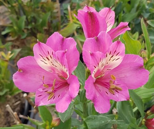 Alstroemeria x GARDEN SUMMER SAINT® 'Tessumsaint' / Lys des Incas/Conteneur de 3 à 4 litres/Vivace