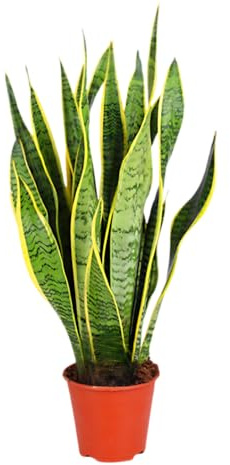 Sansevieria Laurentii - Planta de interior y de oficina, 60-70 cm de altura