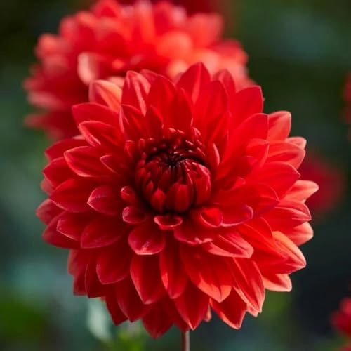 5bulbos tubérculos de dalia - balcón, decoración jardín exterior, comprar tubérculos de dalia jardinera, de primavera resistentes para
