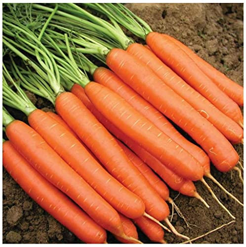 PREMIER SEEDS DIRECT - Sweet Candle F1 Carrot Seeds, Approx 220 Seeds