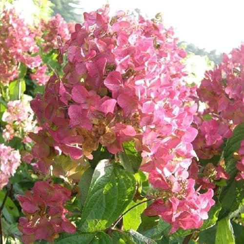Rispenhortensie 'Mega Mindy'® - Hydrangea paniculata 'Mega Mindy'® - 40-50 cm Topf
