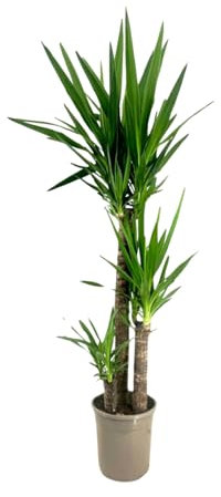 Plant in a Box - Palmlilie - Yucca elephantipes - Höhe 130-140cm - ⌀24cm