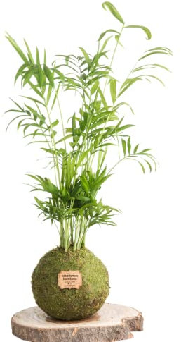 Kokedama Palmera Chamaedorea Natural - Kokedama Interior | Bola de Musgo Vivo | Planta Natural | Planta Interior | Decoración Hogar | Fácil Cuidado y Mantenimiento