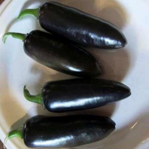 Negro Semillas de pimiento jalapeño delicioso sabor -10 Semillas