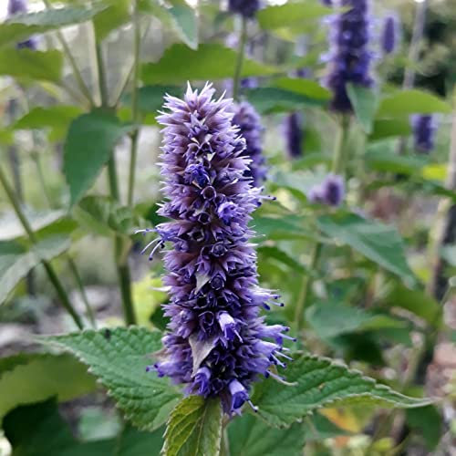 12 unità Agastache 'Blue Fortune' - Agastache Vaso 9x9cm ±1 m² - Fiori Blu Lavanda, Ideale per Giardini Profumati, Facile da Coltivare