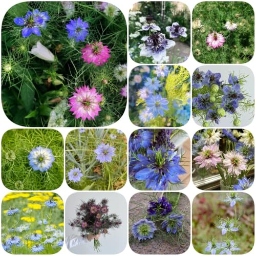 Amore nel seme verde - di esotici resistenti balcone varietà antiche autunnali resistenti rara copertura del terreno 200pcs