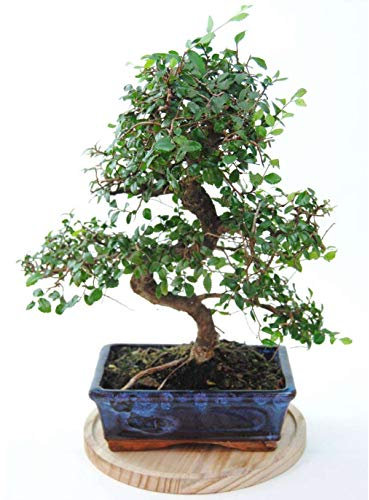 Bonsai Zelkova Natural 8 años - Olmo Chino - Selecciona día de entrega