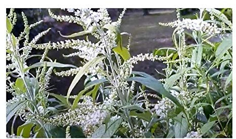 Pezzi - 10x Buddleja Asiatica Schmetterlingsflieder Bianco Pflanzen-Samen B1948 - Seeds & Plants Shop by Ipsa