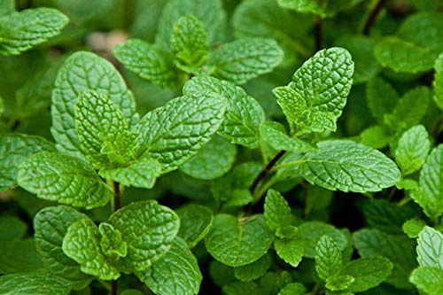 Genipap 100 semillas de menta verde menta