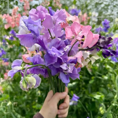 Semillas de arveja trepadora perenne, semillas de guisantes dulces resistentes Semillas de arveja dulce - Lathyrus odoratus - de balcón exóticas 100pcs