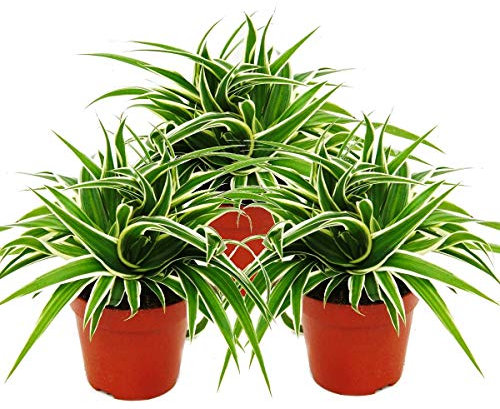 Chlorophytum 12cm, set de 3, lys vert