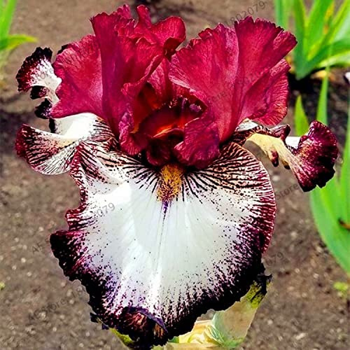 (2) Splended Colors German Tall Bearded Iris Mix, Bulbs, Rhizomes, Roots