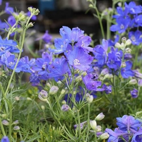 6x Zwerg-Rittersporn 'Blauer Zwerg' - Delphinium grandiflorum 'Blauer Zwerg' - Topf 9x9cm - Niedrige Gartenstaude