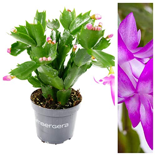 Christmas Cactus - Schlumbergera Purple - Arrives A in 10cm Pot