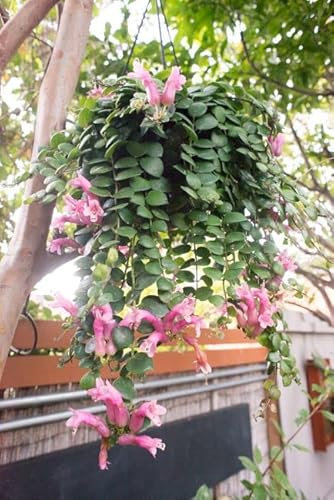 Aeschynanthus Plant Pink Polka - Lipstick Plant with Pink Flowers in 15cm Hanging Pot