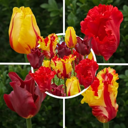 FLORIUM Tulpanlökar, röd, orange, gul (20 lökar) holland exklusiva tulpaner, kall- och fleråriga resistenta för trädgård, blomkrukor, balkong, Amsterdam