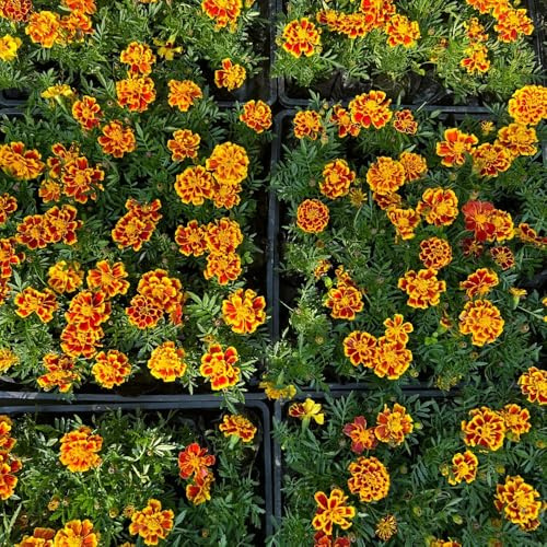Semi di calendula - rari Tagetes patula - resistenti semi di selvatici resistenti di balcone vecchie varietà 500pcs