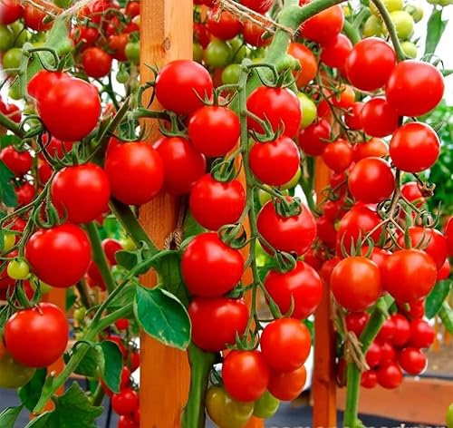 SeedsUP - 50+ Seeds Cherry Tomato - Vegetable Red