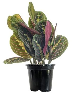 Maranta Leuconeura Tricolor Planta Natural de Hojas Colgantes