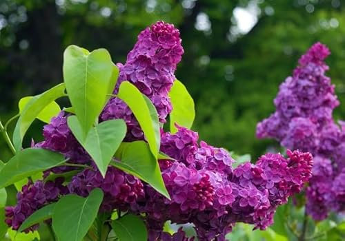 100 graines de fleurs de lilas roses fraîches et neuves