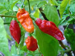 Aamish 10 semillas de pimiento de Chile fantasma