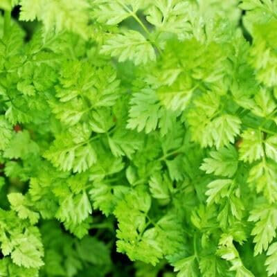 Buy4seeds Chervil Common ANTHRISCUS CEREFOLIUM 3000 Seeds Easy to Grow
