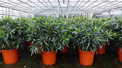 gruenwaren jakubik Oleander 80-90 cm Busch Nerium Rosenlorbeer Premium rot, rosa oder weiß