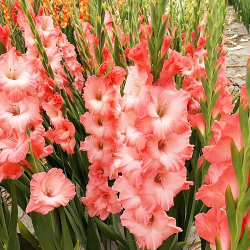 gladioli interni di gladioli giardino bonsai interni balcone serraio decorazione balcone resistenti bulbi temprano 3pcs