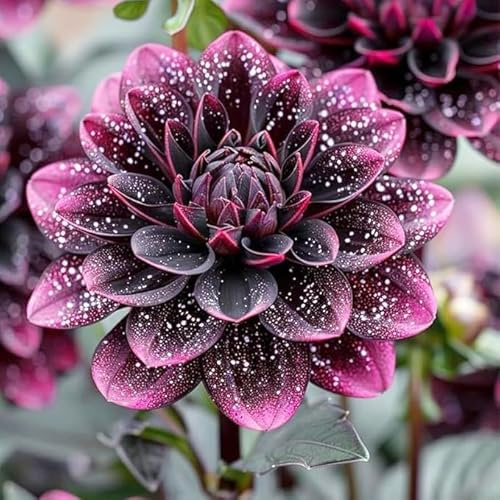 Raro Dalia bulbi,piante Resistenti perenni,Adatto per piante da giardino,Dalia pianta vera(non artificiali)-4 bulbi-H