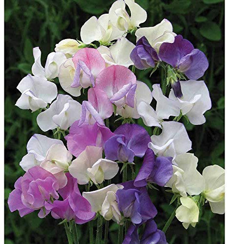 Sweet Pea 'Scent Infusion' Seeds Lathyrus odoratus Hardy Annual Flowering Garden Plants Scented Blooms Easy to Grow Your Own 1 Packet of 32 Seeds by Thompson and Morgan