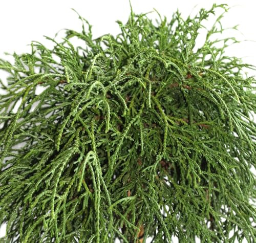 Cipresso di filo verde chamaecyparis 'filifera nana' 20-25 cm resistente all'inverno
