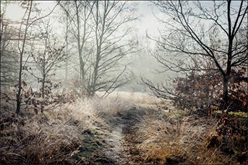 Muralo Fototapete Wald im Nebel 180 x 270 cm Vlies Tapete Wandtapeten Bäume Herbst Wohnzimmer Schlafzimmer Moderne Wandbilder XXL Landschaft Panorama Wand Dekoration