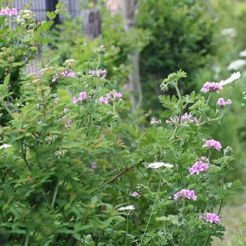 Semillas de geranio limón, comprar de geranio limón Pelargonium graveolens, semillas de balcón jardín 60pcs