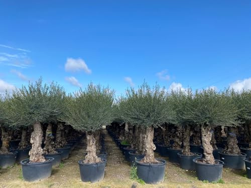 Sunny Tree - Olea Europea - Olivier D'hiver Bonsai 250 centimètres avec pot - Taille de la tige 60-80 CM - Arbre de 60 ans