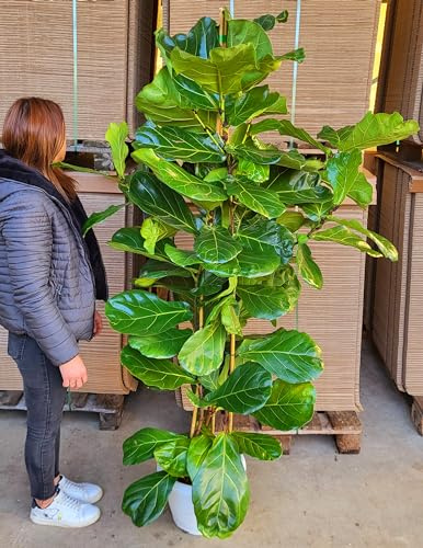 POWERS TO FLOWERS - FICUS LYRATA XXL, VASO 30CM DIAMETRO, ALTEZZA 210CM, pianta vera