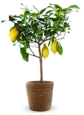 Attitude Jardin - Citronnier limon avec panier en jonc de mer - citrus limon - agrume méditerranéen - arbre fruitier - 75-85 cm - ⌀ 25 cm