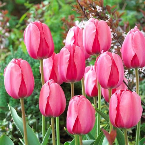 Bulbos de tulipán, bulbos de tulipán perennes resistentes al invierno para plantar en interiores y exteriores-10 cebollas-c