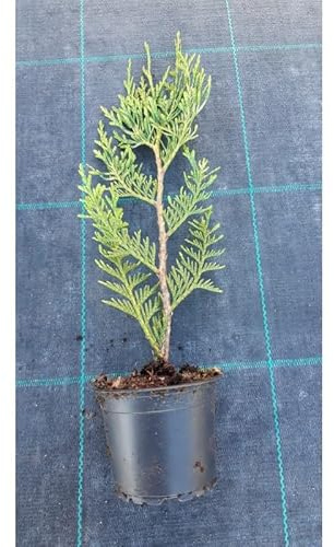 Thuya Plicata Atrovirens (Tuya Enana) 10-15 cm | Conífera Perenne en Maceta 9x9 cm | Arbusto Compacto de Hojas Verde Amarillento | Ideal para Setos Bajos, Macizos y Maceta