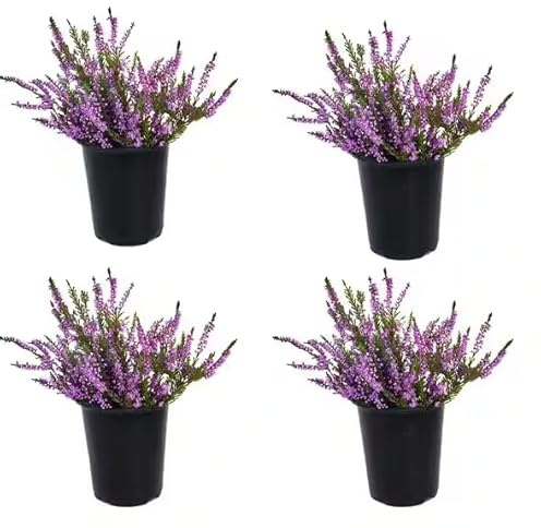 Set de Cuatro Brezos Naturales: Plantas de Calluna para Exteriores