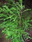 5 semi di Sequoia sempervirens COAST REDWOOD Seeds