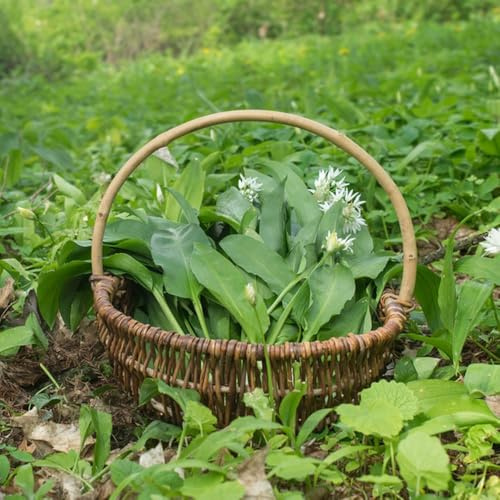 Semillas de ajo silvestre, de balcón de ajo silvestre, Allium ursinum, semillas de invierno antiguas variedades 500pcs
