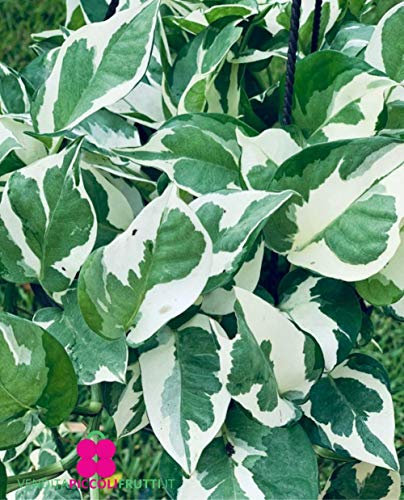 Plante de POTHOS AUREUS N'JOY 'Epipremnum Aureum' - en pot Ø 12 cm - H. 15/20 cm