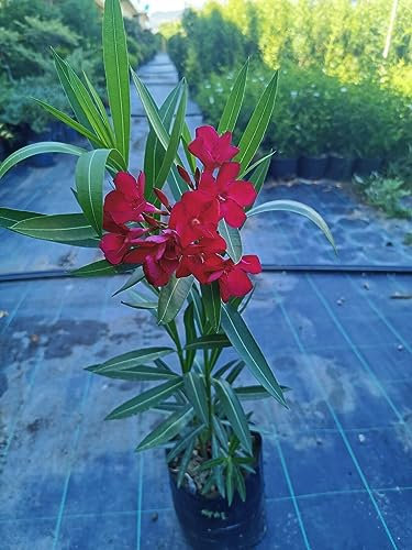 Pianta di Oleandro Cespuglio Multicolore vs16, nerium oleander (Rosa)