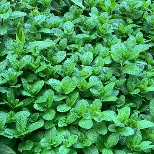 semillas de menta - rocas resistentes decorativas cubierta 400pcs