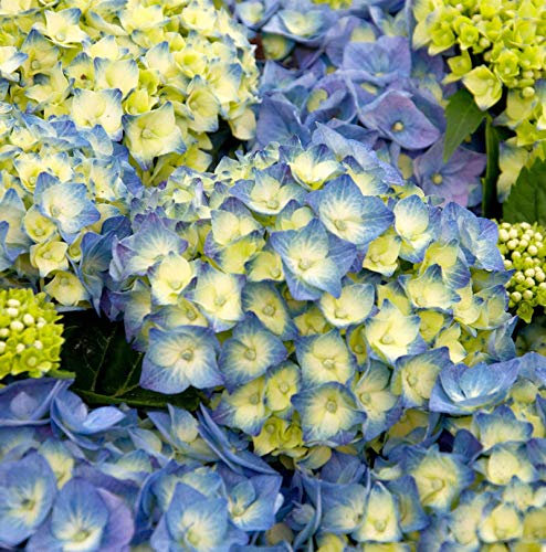 Bauernhortensie Bela 40-60cm - Hydrangea macrophylla