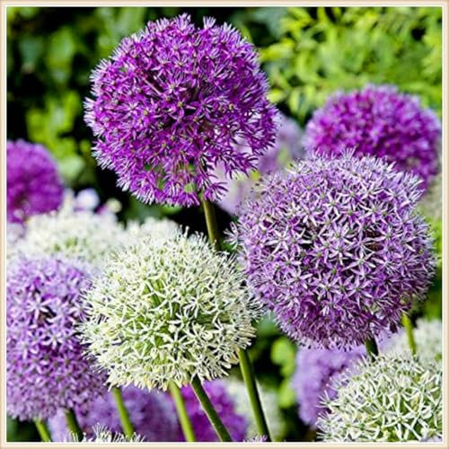 Allium zwiebeln globemaster(Allium zwiebeln mix) Schöne Blumen, winterharte Stauden-blumenzwiebeln mehrjährig winterhart-6zwiebeln-A